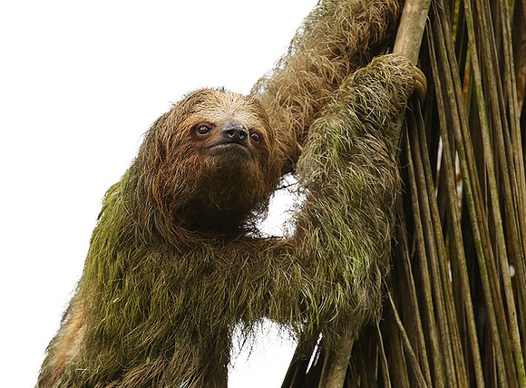 Brown-throated three-toed sloth
