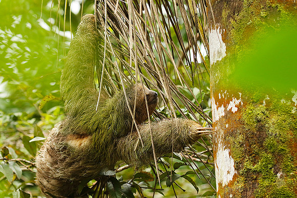 Brown-throated three-toed sloth