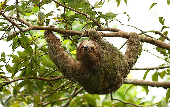 Brown-throated three-toed sloth