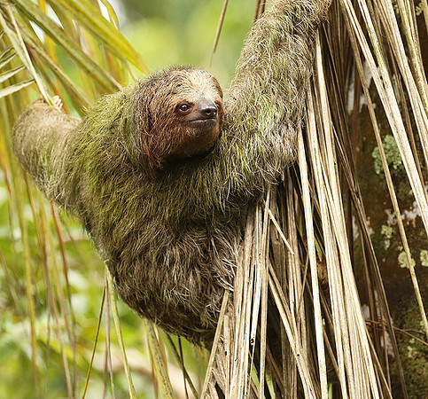 Brown-breasted three toed sloth