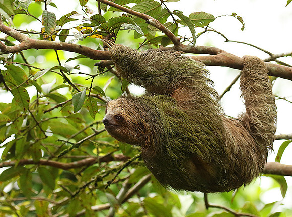 Brown-throated three-toed sloth