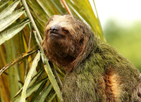 Brown-breasted three toed sloth