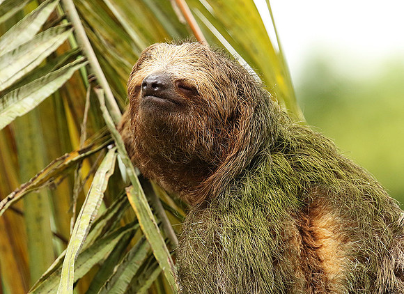 Brown-breasted three toed sloth