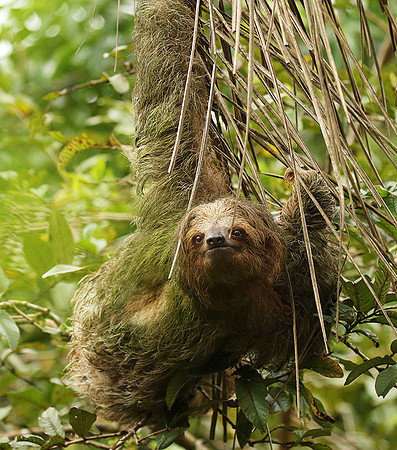 Brown-breasted three toed sloth
