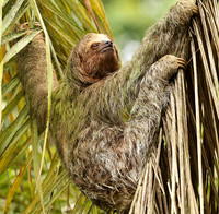Brown-breasted three toed sloth