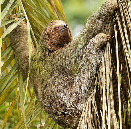 Brown-breasted three toed sloth