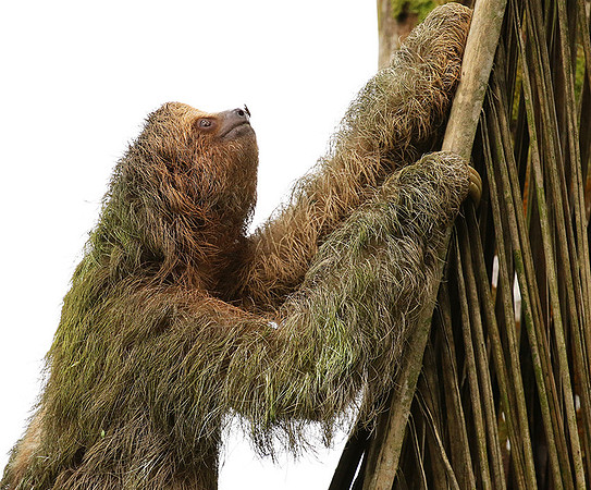 Brown-throated three-toed sloth