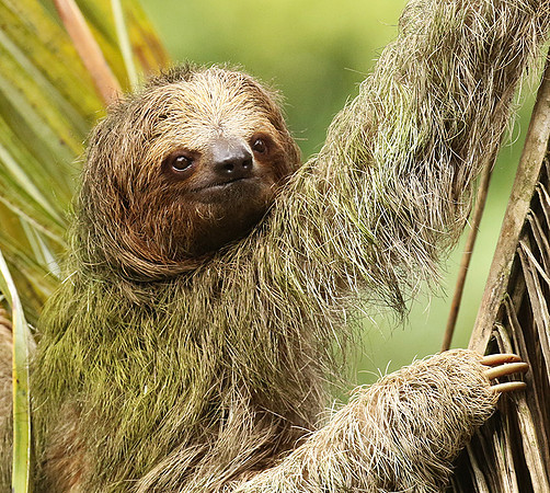 Brown-breasted three toed sloth