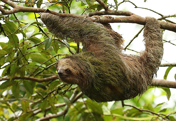 Brown-breasted three toed sloth