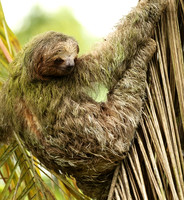 Brown-breasted three toed sloth