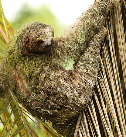 Brown-breasted three toed sloth
