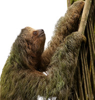 Brown-breasted three toed sloth