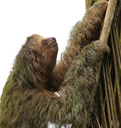 Brown-breasted three toed sloth
