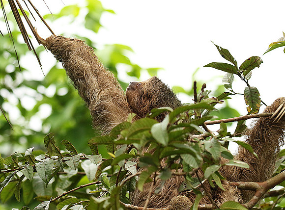 Brown-breasted three toed sloth