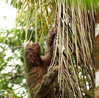 Brown-breasted three toed sloth