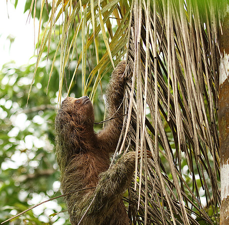 Brown-breasted three toed sloth
