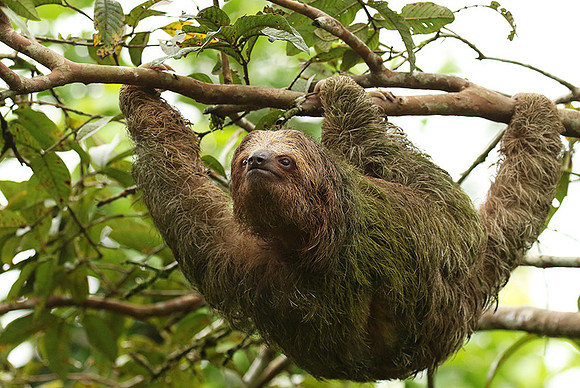 Brown-breasted three toed sloth