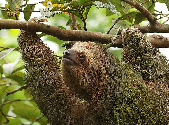 Brown-breasted three toed sloth
