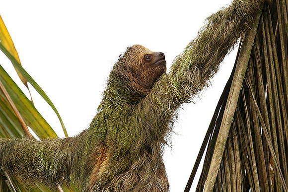 Brown-throated three-toed sloth