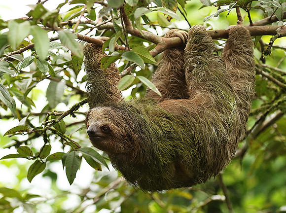 Brown-breasted three toed sloth