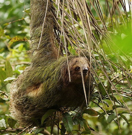 Brown-breasted three toed sloth