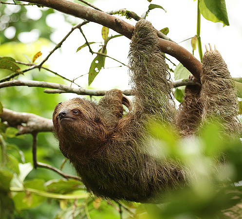 Brown-breasted three toed sloth