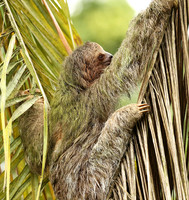 Brown-breasted three toed sloth