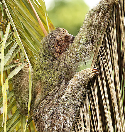 Brown-breasted three toed sloth
