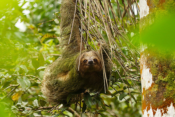 Brown-throated three-toed sloth