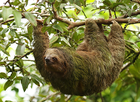 Brown-throated three-toed sloth