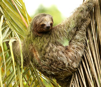 Brown-breasted three toed sloth