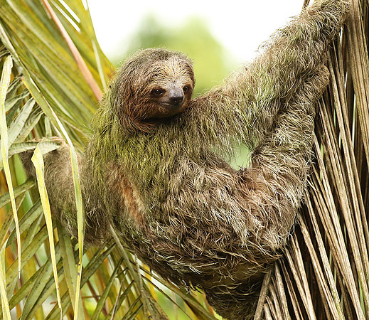 Brown-breasted three toed sloth