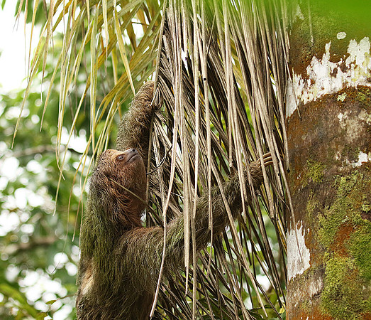 Brown-breasted three toed sloth