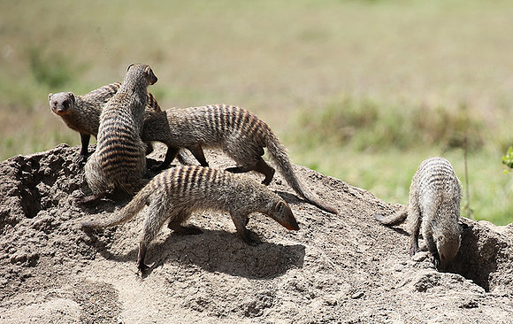 Banded mongoose - Masaï Mara