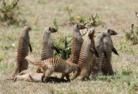 Banded mongoose - Masaï Mara