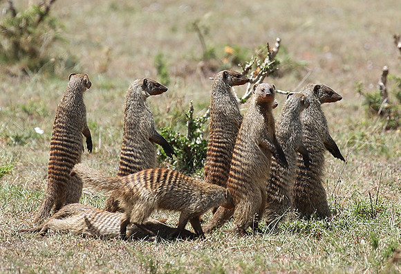Banded mongoose - Masaï Mara