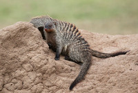 Banded mongoose - Masaï Mara