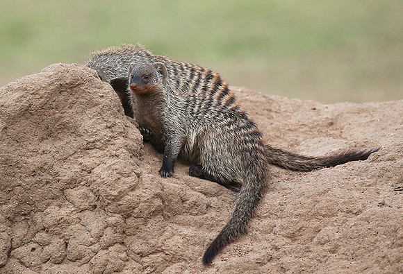 Banded mongoose - Masaï Mara