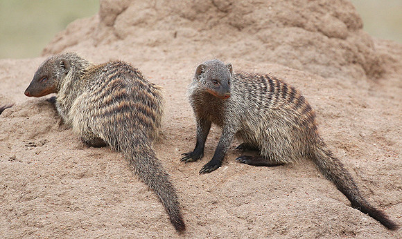 Banded mongoose - Masaï Mara