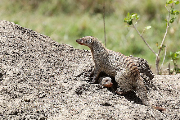 Banded mongoose - Masaï Mara