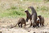 Banded mongoose - Masaï Mara