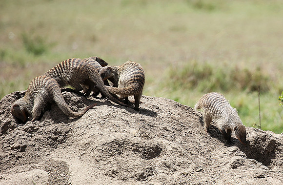 Banded mongoose - Masaï Mara