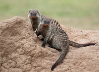 Banded mongoose - Masaï Mara