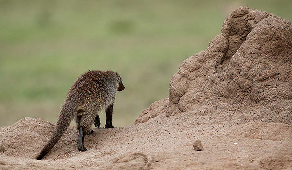 Banded mongoose - Masaï Mara