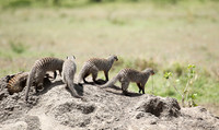 Banded mongoose - Masaï Mara