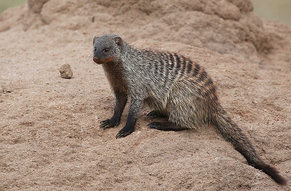 Banded mongoose - Masaï Mara