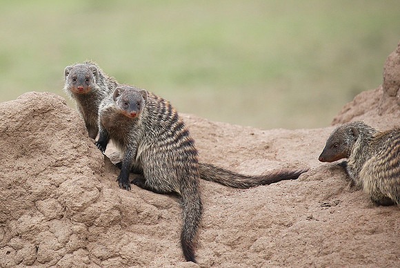 Banded mongoose - Masaï Mara