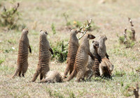 Banded mongoose - Masaï Mara
