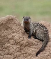 Mongooses