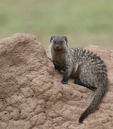 Banded mongoose - Masaï Mara
